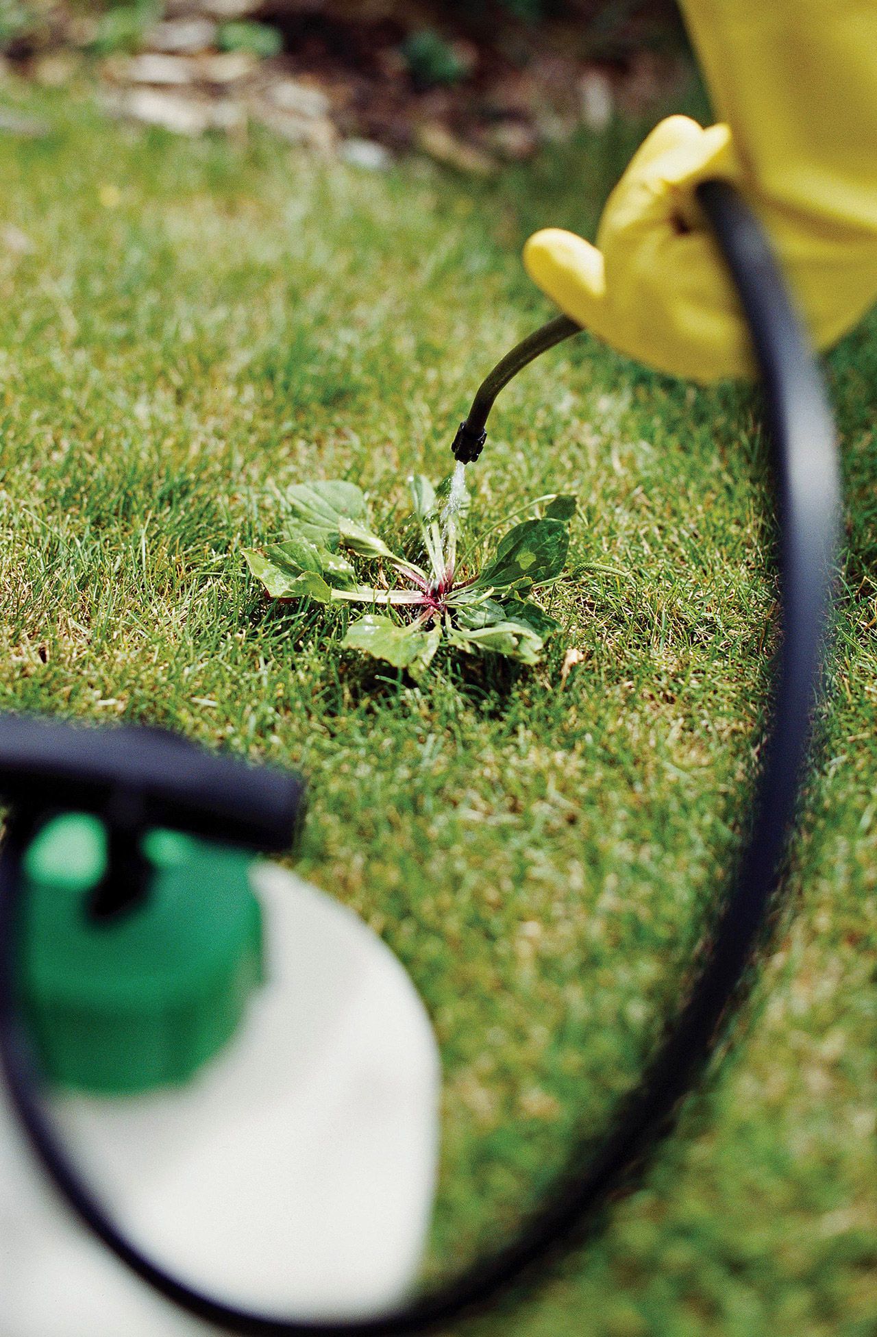 Mistakes in Lawn Care: Timing Fertilization and Watering